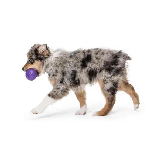 West paw rando on sale